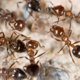 Desinsectación de Hormigas 